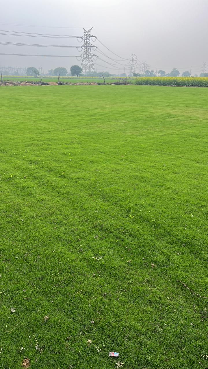 Natural grass project
